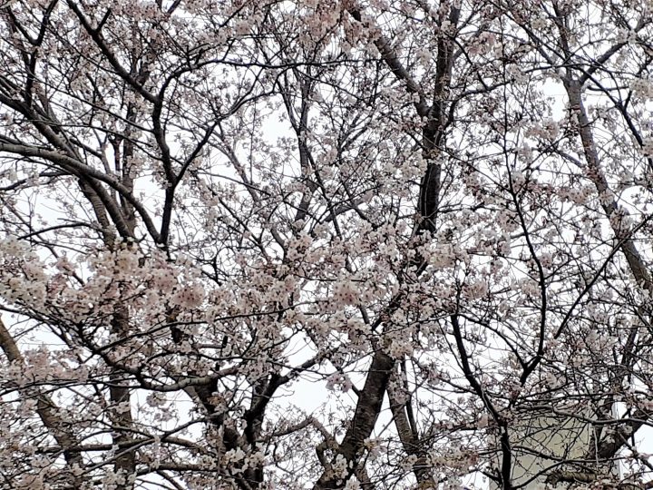 今年も綺麗に桜が咲きましたが・・・