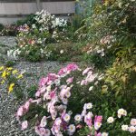 誉田訪問看護ステーション「どの花見ても綺麗だな～♪」