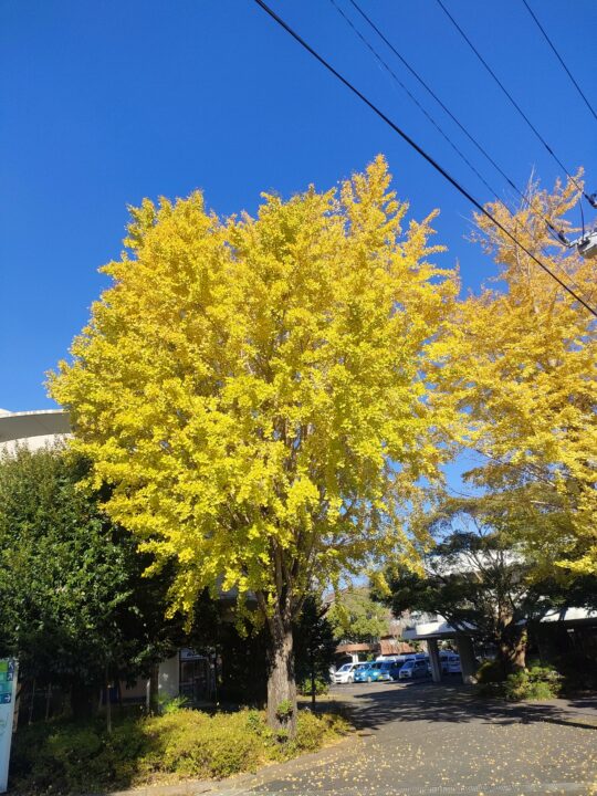 訪問看護ステーション「植物がつなぐ心の交流」