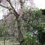 誉田訪問看護ステーション「植物たちとの会話」