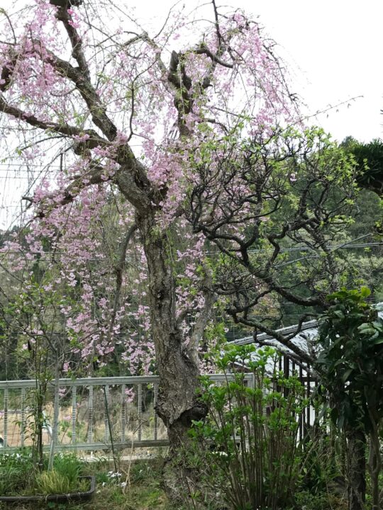 誉田訪問看護ステーション「植物たちとの会話」