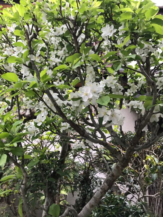 誉田訪問看護ステーション「植物たちとの会話」